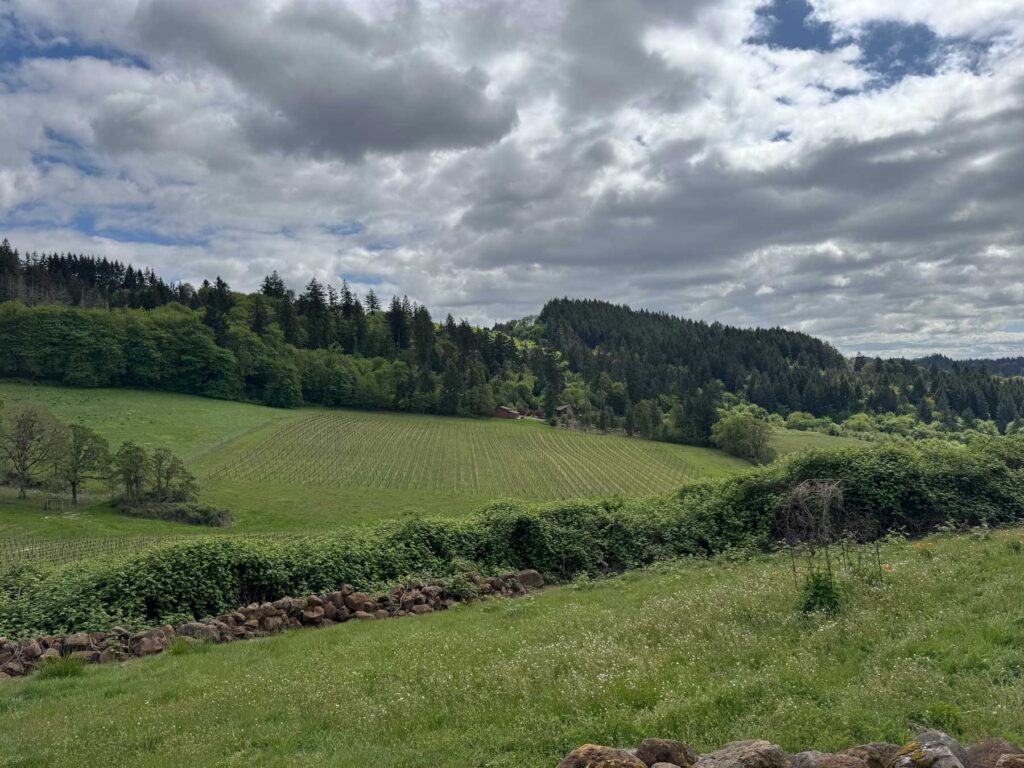 Folly of Man vineyard in Eola Amity Hills